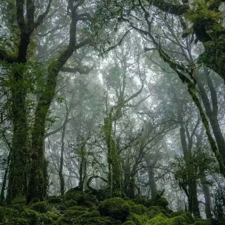 云南哀牢山旅游2天1晚纯玩跟团游含餐含导游观原始森林日出云海