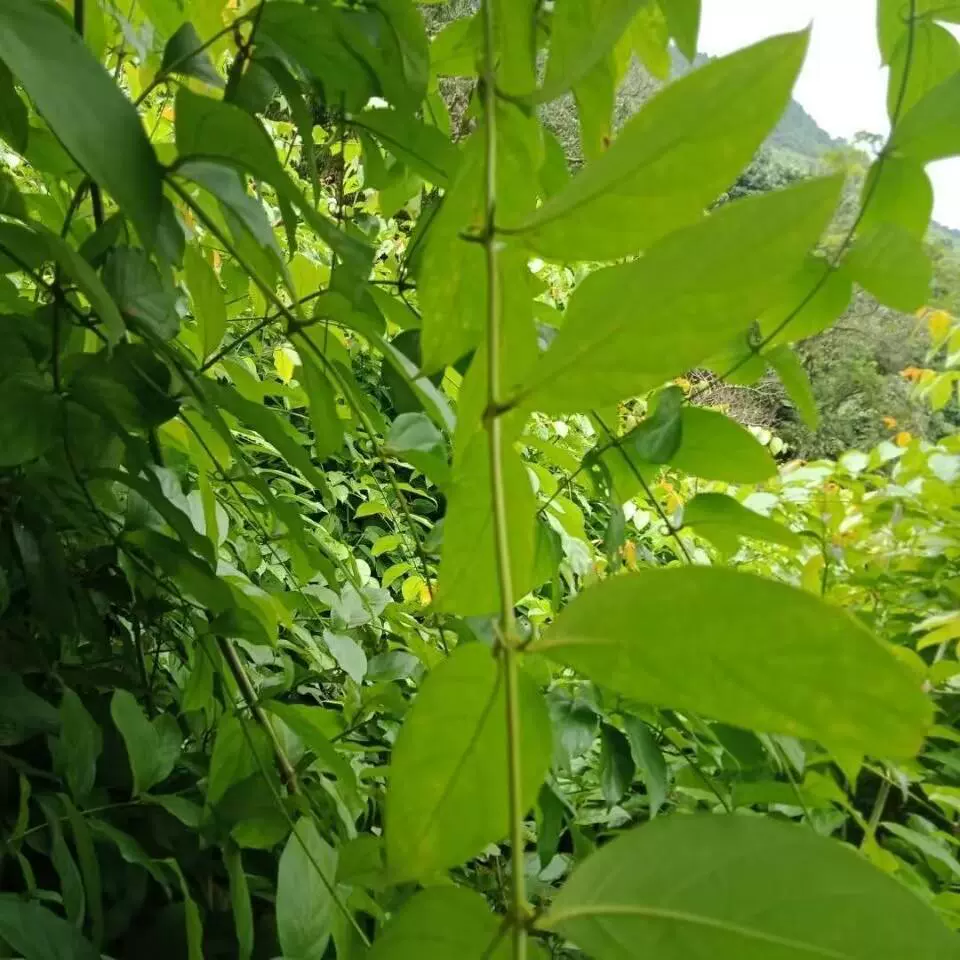 倒钩藤种子鹰爪风双钩藤大山钓钩藤吊藤金勾藤倒挂刺乔木树籽