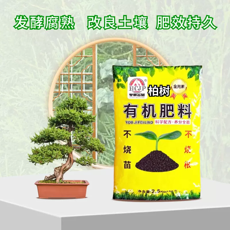 盆栽 真柏 樹高89cm