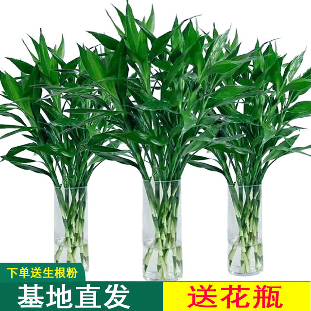 Lucky Bamboo Hydroponic Plants Living Room Lucky Bamboo Green Plants Potted Flowers Indoor Flowers
