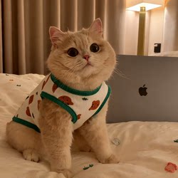 Cat Clothes Spring and Autumn New Style Anti-Shedding Golden Gradient Ragdoll British Shorthair Small Dog Teddy Dog Vest