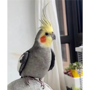 High-end Xuanfeng, a purely hand-raised pet bird, can whistle, has skills, is attached to people, and is easy to feed.