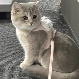 Cat traction rope can adjust the cat rope cute kittens to go out for special chest back with small dog pet supplies