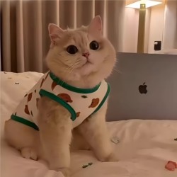 Cat Clothes Anti-Shedding Thin Autumn Vest for British and American Shorthair Blue Cats, Ragdoll Cats, Small Dogs, and Teddy Dogs in Winter