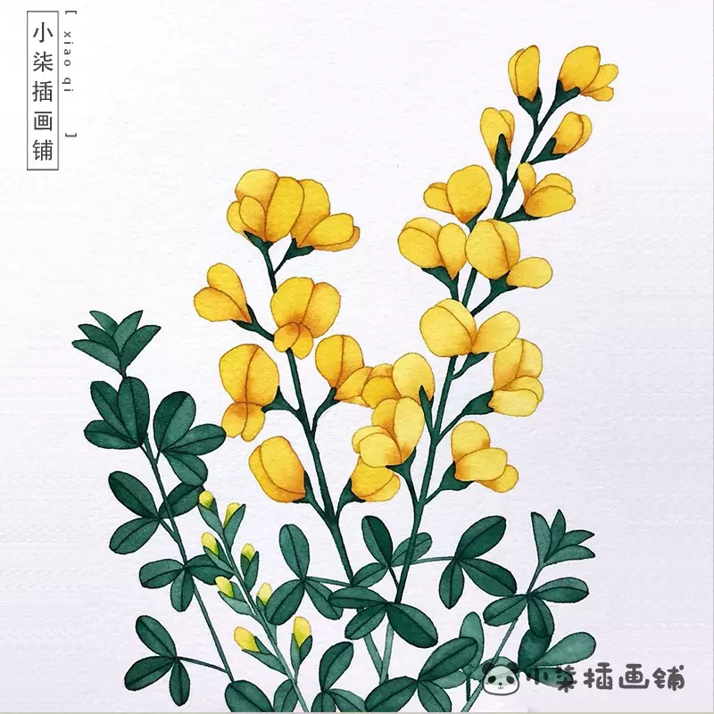 1840张淡彩植物手绘水彩花卉手绘插画教程线稿多肉植物手绘素材