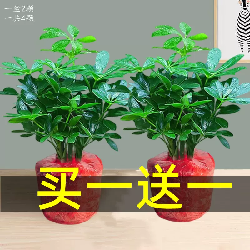 売れ筋アイテムラン 晴雲秋月 盆栽 植物/観葉植物 ...