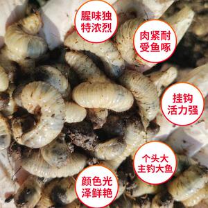新品蛴螬活虫老母虫大白虫黑坑野钓大鱼专用钓P鱼饲养宠物喂养钓