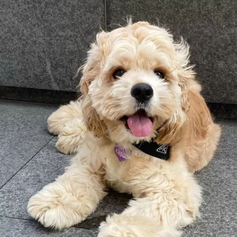 可卡犬幼犬 金色和白色