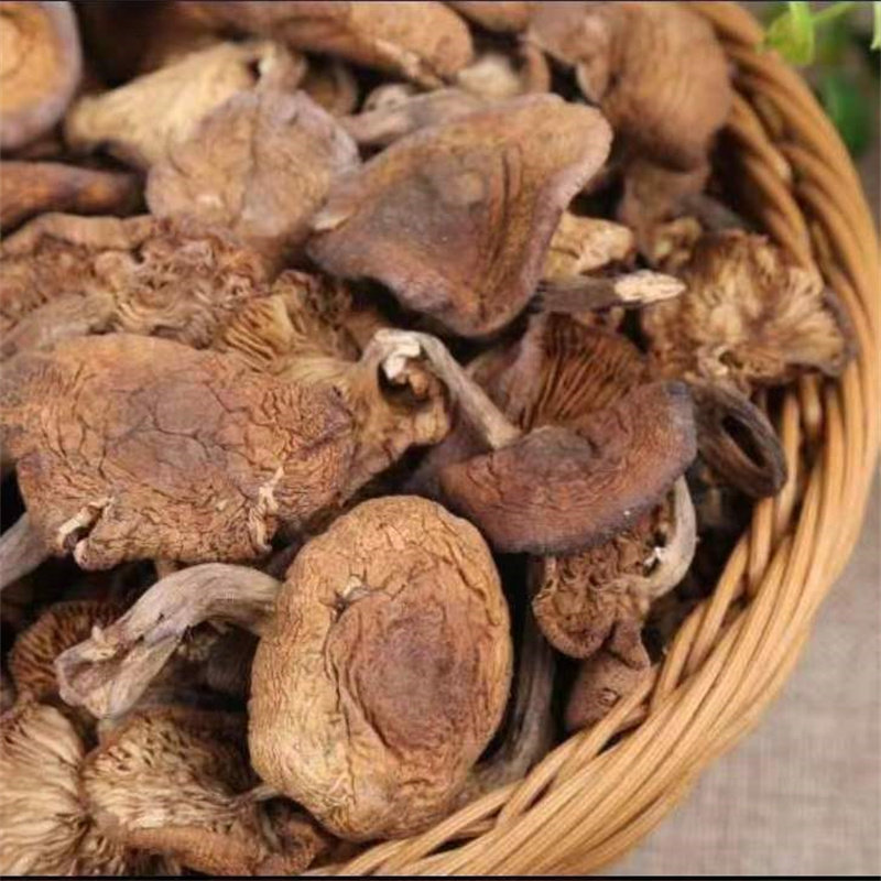 Nordöstliche spezialität, gewürfelte haselnusspilz-trockenware, 500 g ...