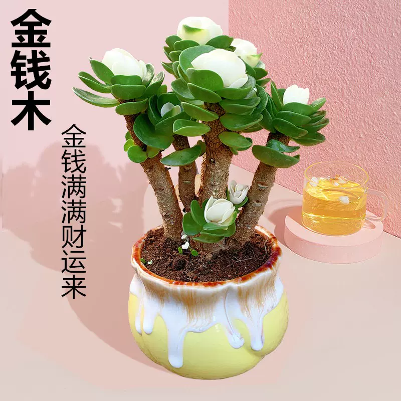 金钱木老桩多肉植物新手四季好养室内盆栽客厅除甲醛发财