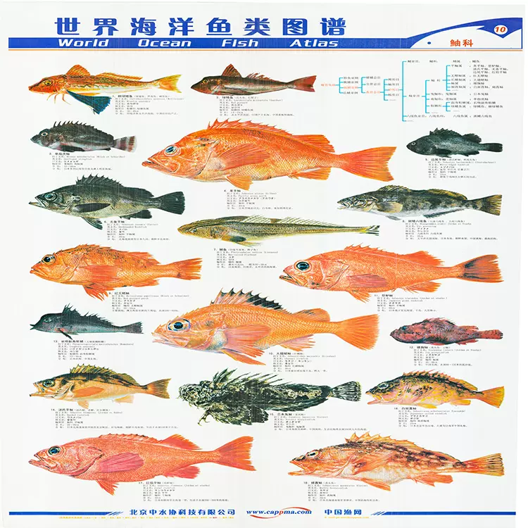 世界海洋魚類圖譜漁業水產圖譜魚圖蝦圖貼畫掛圖外貿圖單張自選-Taobao