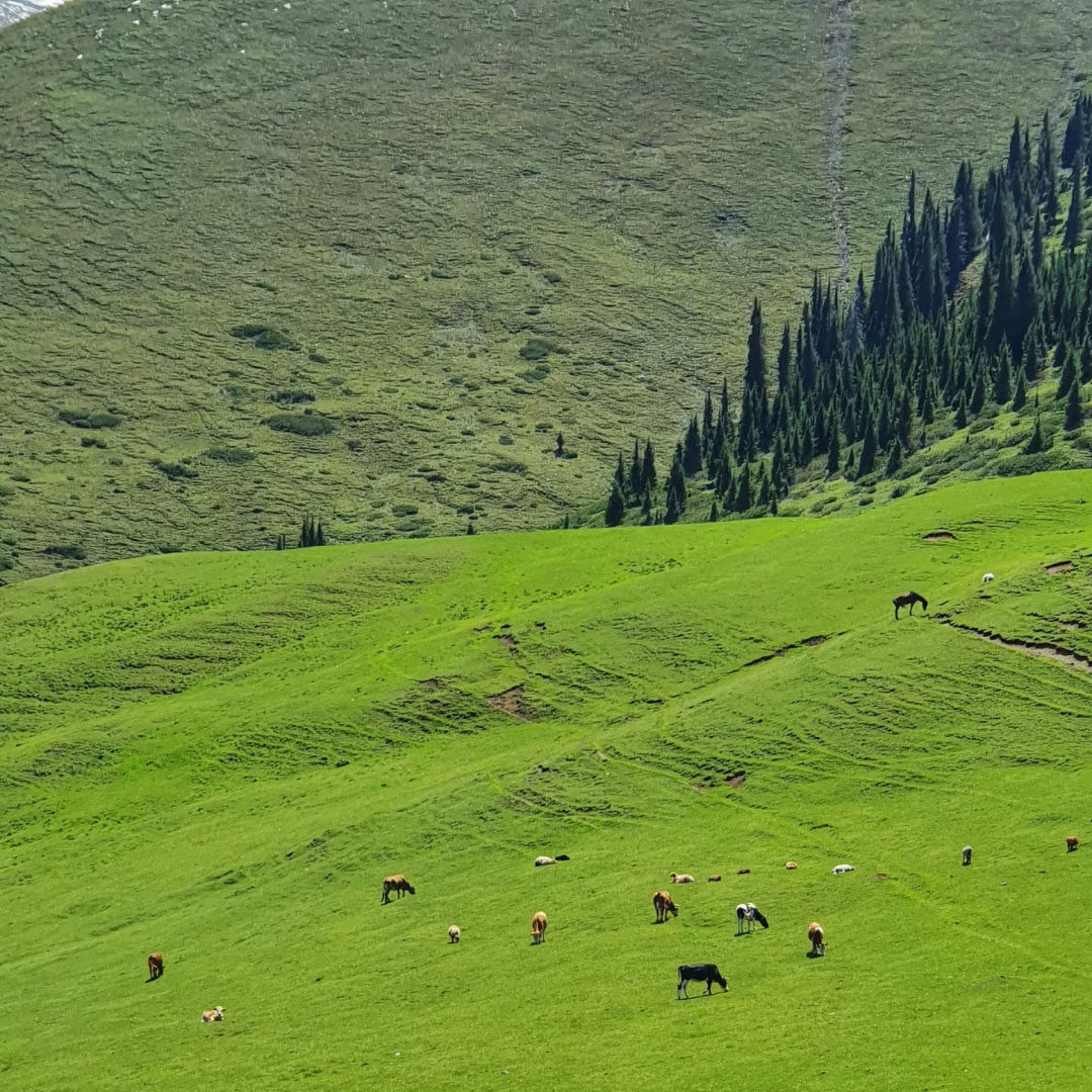 乌鲁木齐昌吉天山天池商务车直通车一日往返一日游纯玩无购物