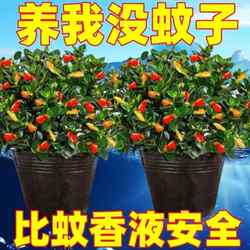 [Mosquito repellent] Goldfish spider plant is cold-resistant