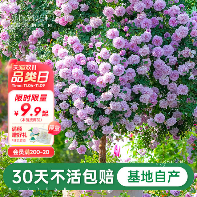 Heidi's Garden Flagship Store Rose Seedlings Flowers Potted Plants Juice Balcony Miniature Rose Climbing Rose