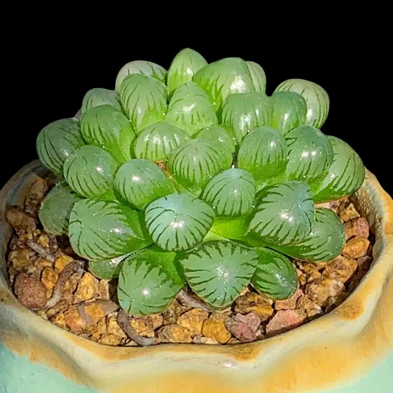 推荐玉露樱水晶多肉植物室内小盆栽肉肉花卉绿植稀有品种