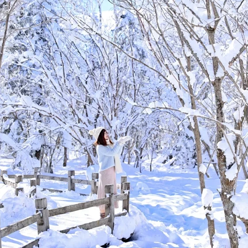 12人拼小团 东北哈尔滨冰雪大世界亚布力滑雪雪乡梦幻家园5天4晚