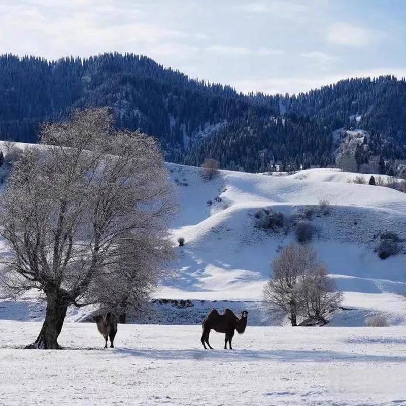 新疆旅游冬季拼车伊犁赛里木湖那拉提库尔德宁7天小团