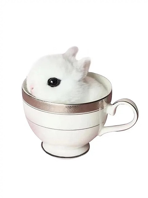 Little rabbit living thing mini dwarf phoenix-eyed crabapple small ...