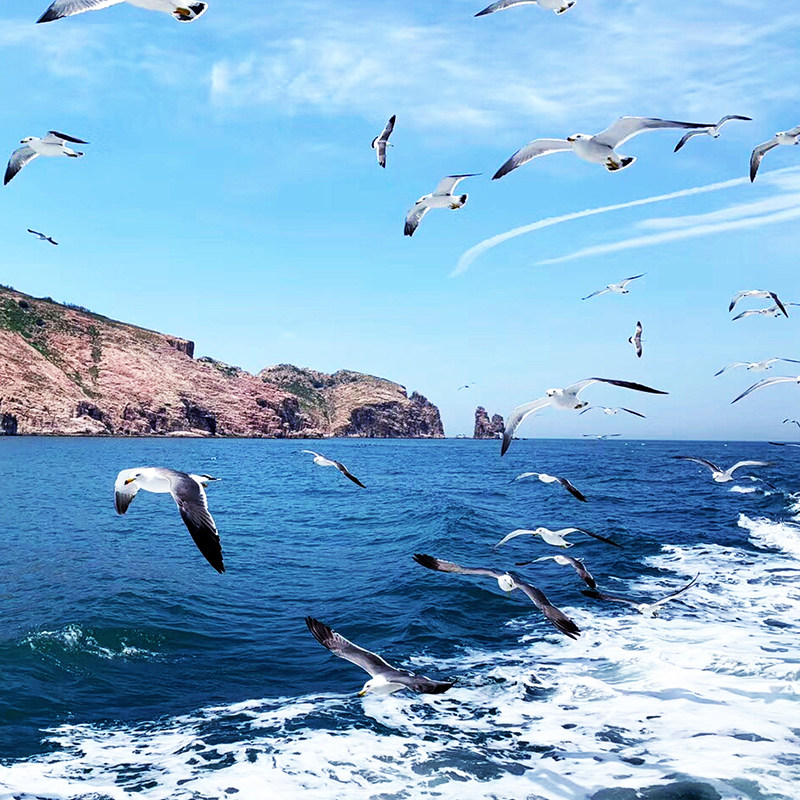 烟台2天1晚跟团游长岛万鸟岛九丈崖林海黄渤海分界线小包团纯玩