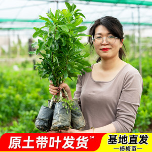 
Authentic bayberry saplings black charcoal Dongkui bayberry grafted seedlings potted southern ground planting extra-large cup seedlings in the same year