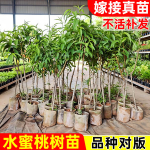 
High-quality peach tree fruit seedlings, grafted peach tree seedlings, yellow peach tree seedlings, which bear fruit in the current year, are planted in the north and south with soil and leaves