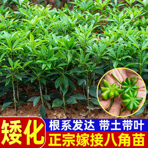 
Big red octagonal seedlings Guangxi star anise seedlings spice dwarf cologne grafted fresh Roman aniseed star anise grafted seedlings