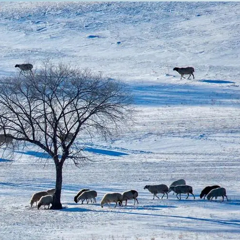 遇见乌兰布统冬·冰雪狂欢5日纯玩小众摄影圣地 云佛山滑雪