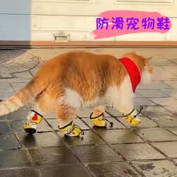 Non-Slip Pet Cat Shoes, Dog Shoes, Anti-Dirty, Non-Falling, Outdoor Foot Covers, Teddy Bichon Small Size Dogs Shoe Covers