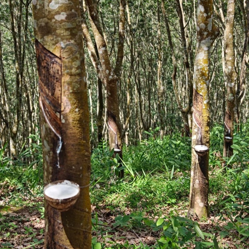云南旅游西双版纳一日游基诺山雨林徒步亲子一日游保证纯玩无购物