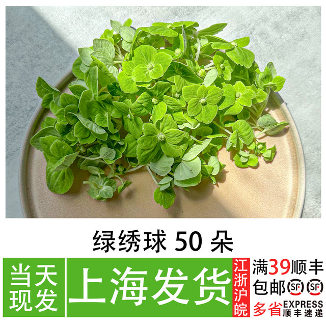 Spot fresh green hydrangea restaurant cold dishes and flowers and plants with Western food Japanese decorative flowers and plants