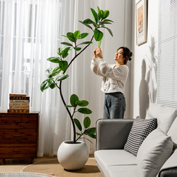 Simulated Black Rubber Tree Indoor Living Room Floor-Standing Plant Potted Ornament High-End Bionic Fake Tree Decorative Display