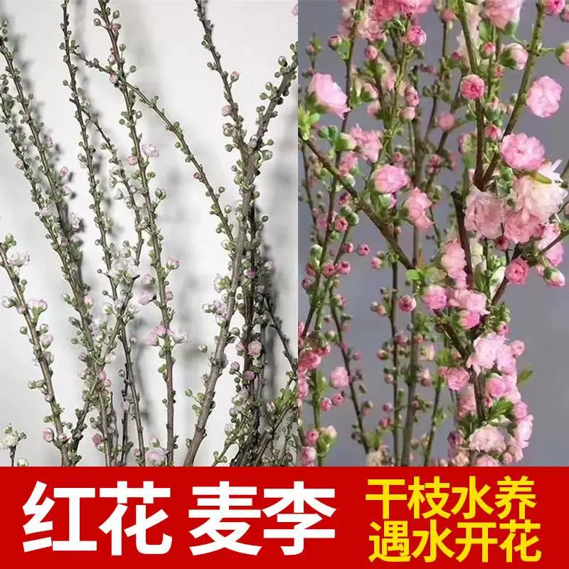 雪柳苗鲜干枝盆水培植物麦里鲜花室内遇水开花