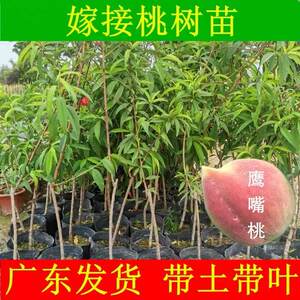 Guangdong grafted eagle billed peach seedlings in March, peach fruit seedlings, peach blossoms, and peach trees planted in the north and south of the year with soil bearing fruit