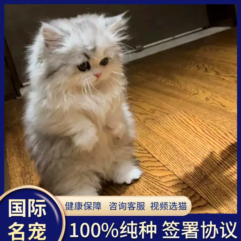 纯种拿破仑矮脚猫银白蓝白乳白纯白蓝眼长毛米努特小短腿活体幼猫-Taobao