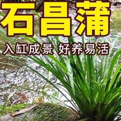 calamus hydroponic aquatic potted plant flowers