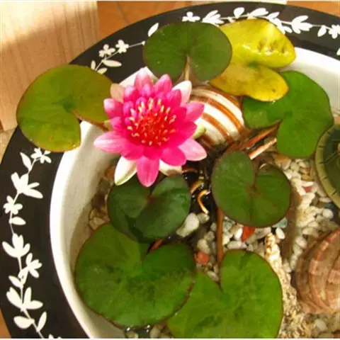 Tb迷你睡莲根块带花芽苞碗莲种藕四季水培植物 Tb迷你睡莲根块带花芽苞碗莲种藕四季水培植物