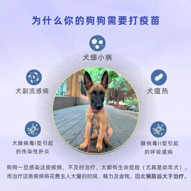 Horse dog vaccine, a set of horses and puppies vaccine imported Pfizer ...