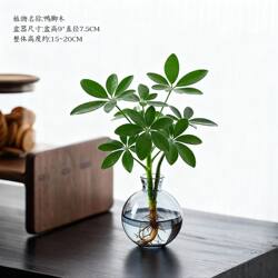 Money-Attracting Plant, Duckbill Wood Hydroponic Plant, Flower Potted Plant, Office Greenery, Living Room Indoor Air Purifier, Wealth-Attracting