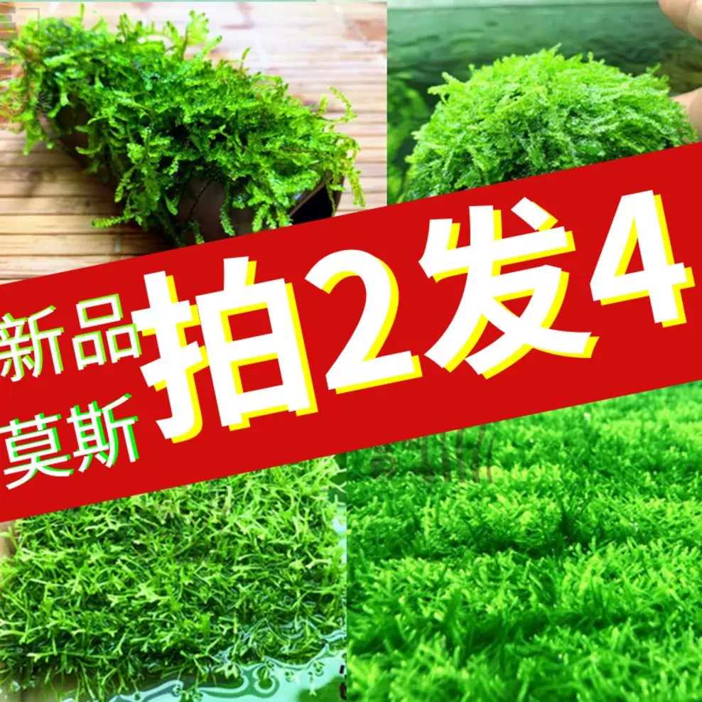莫斯水草鱼缸沉木造景散装鹿角苔火焰垂泪松茸怪厥