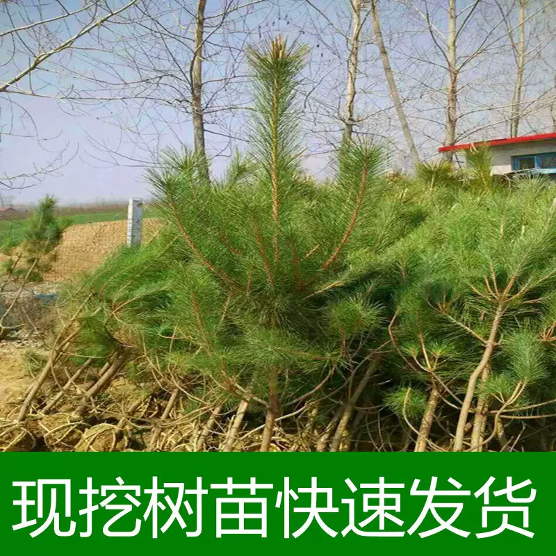 绿化苗木日本黑松小苗庭院黑松苗雪松树苗四季常青盆景植物