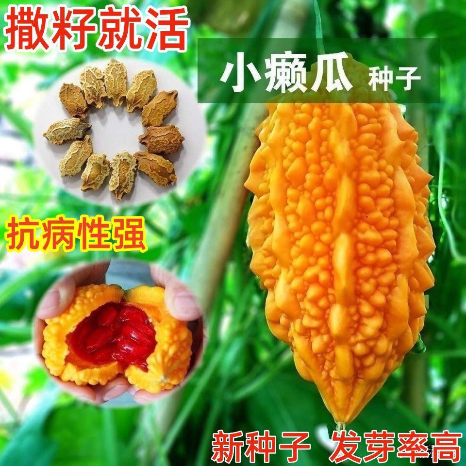 小癞瓜种子癞葡萄种子红心苦瓜金铃子四季播庭院春季水果蔬菜种子