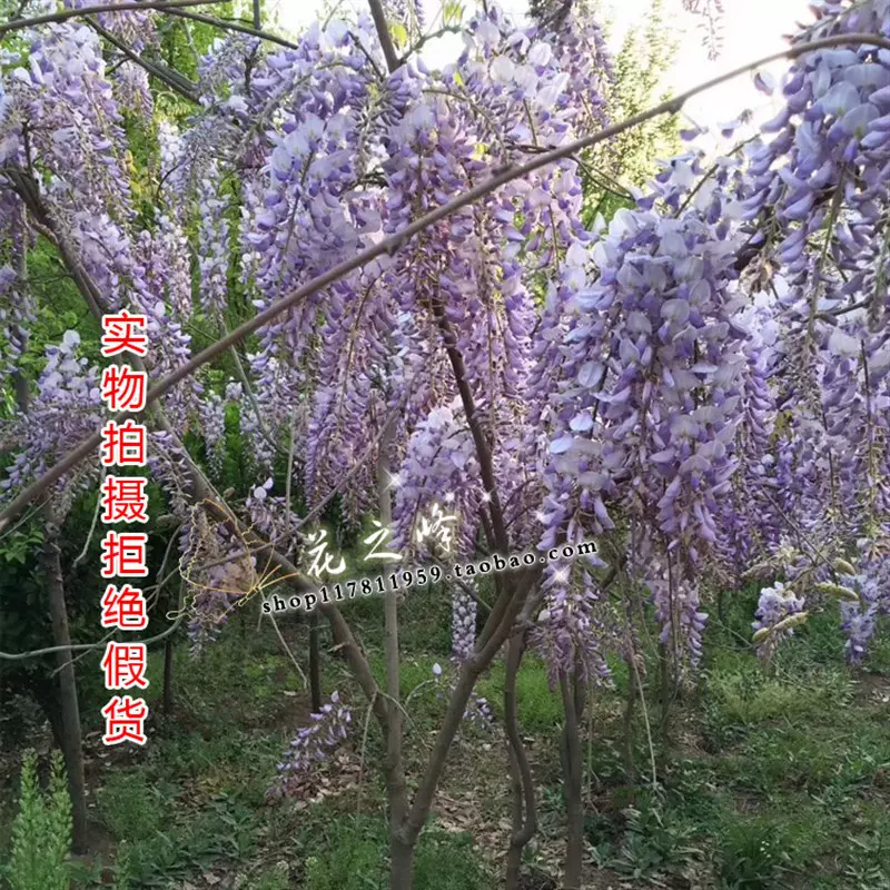 K不含盆植物樹苗非常容易圍院花苗攀援花牆紫藤庭卉綠z植夏季爬藤 Taobao