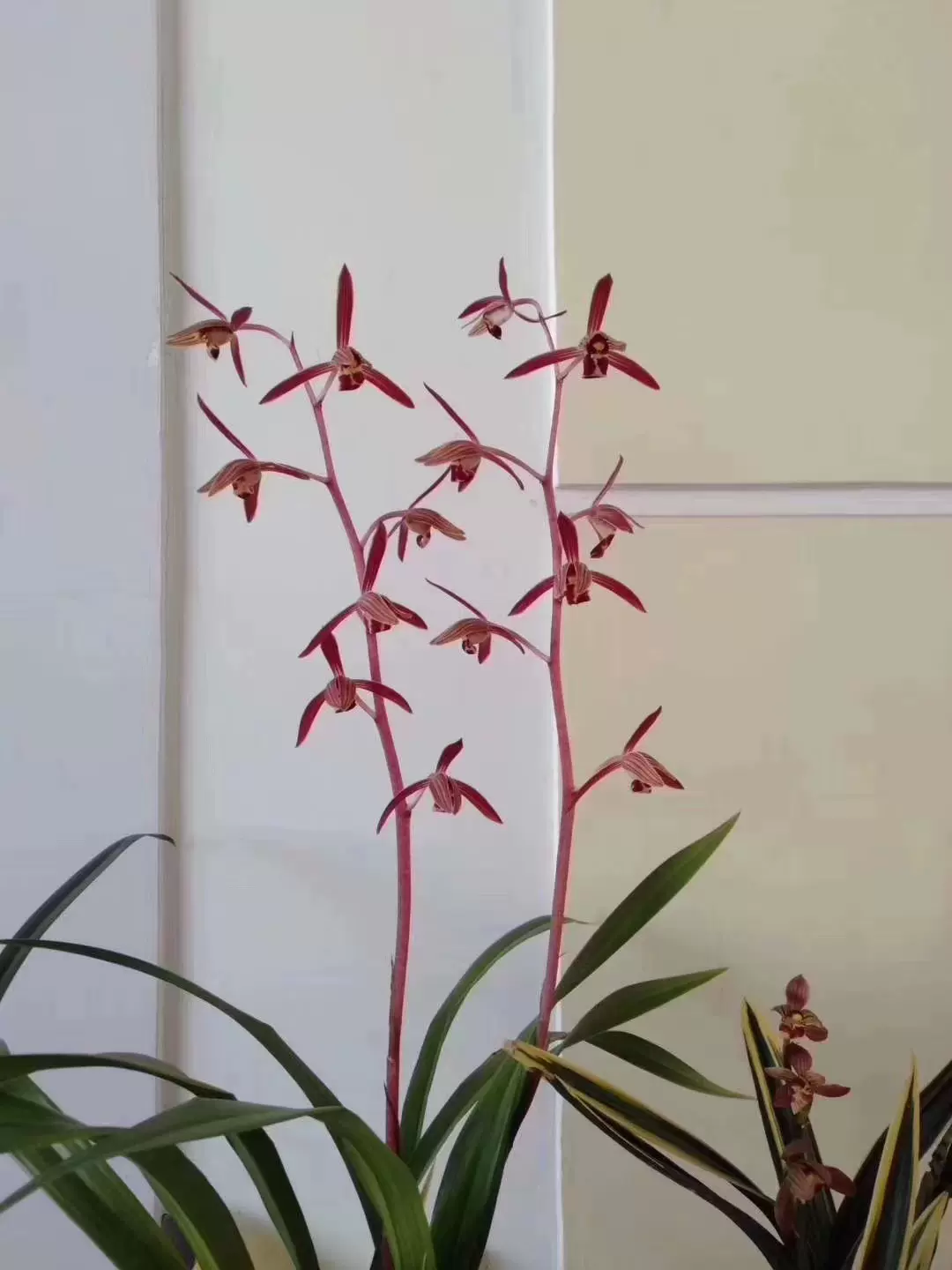 花彩＊中国蘭 蓮弁蘭『心心相印』3本立花芽付 日本春蘭 韓国春蘭 寒蘭