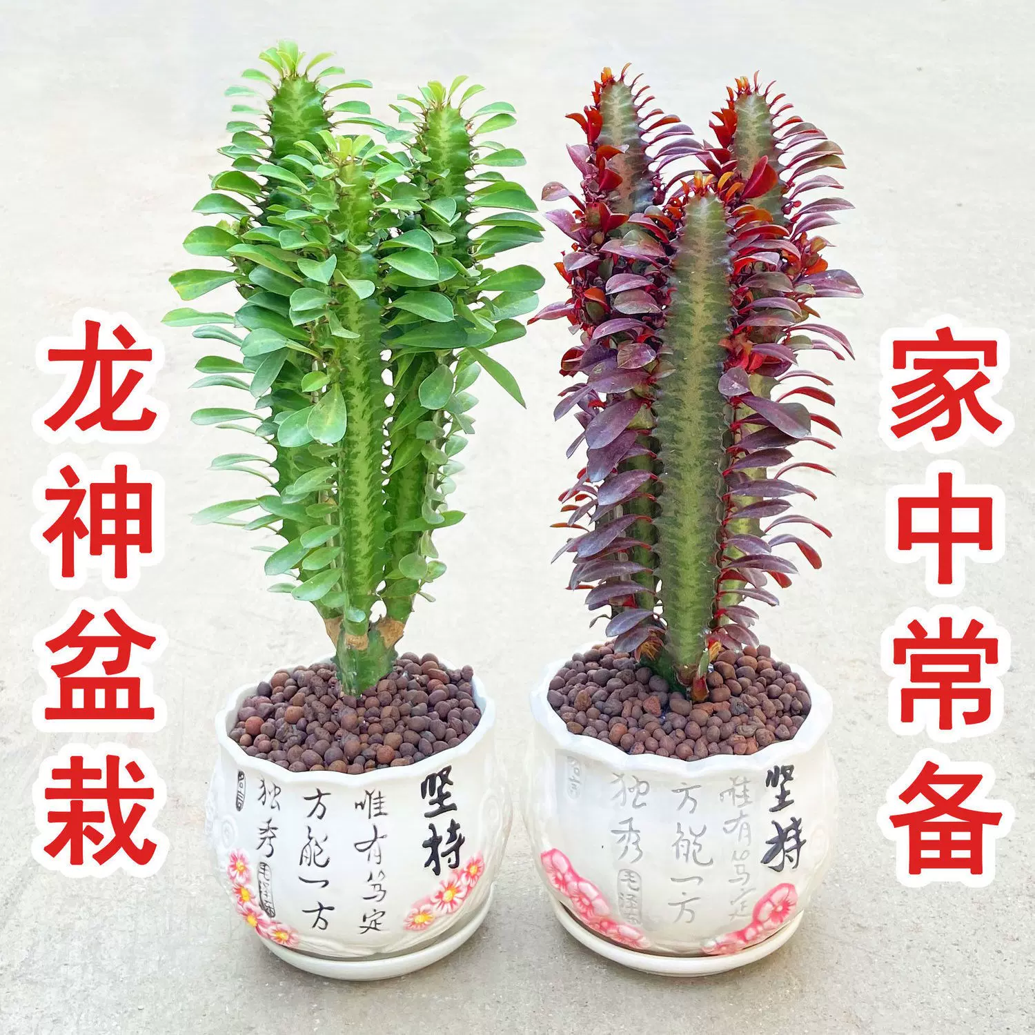 推荐 龙神盆栽室内绿植花卉仙人柱多肉植物四季好养易 推荐 龙神盆栽室内绿植花卉仙人柱多肉植物四季好养易