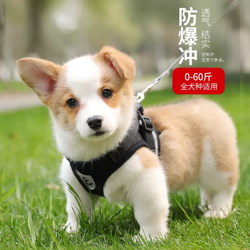狗狗牵引绳狗链反光背心胸背带狗链子狗绳子遛狗
