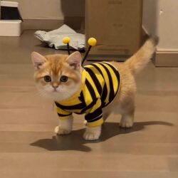 Cat Clothes Bee Costume Autumn and Winter Warm Ragdoll British Shorthair Silver Shaded Chihuahua Small Dog Pet Dog Hoodie