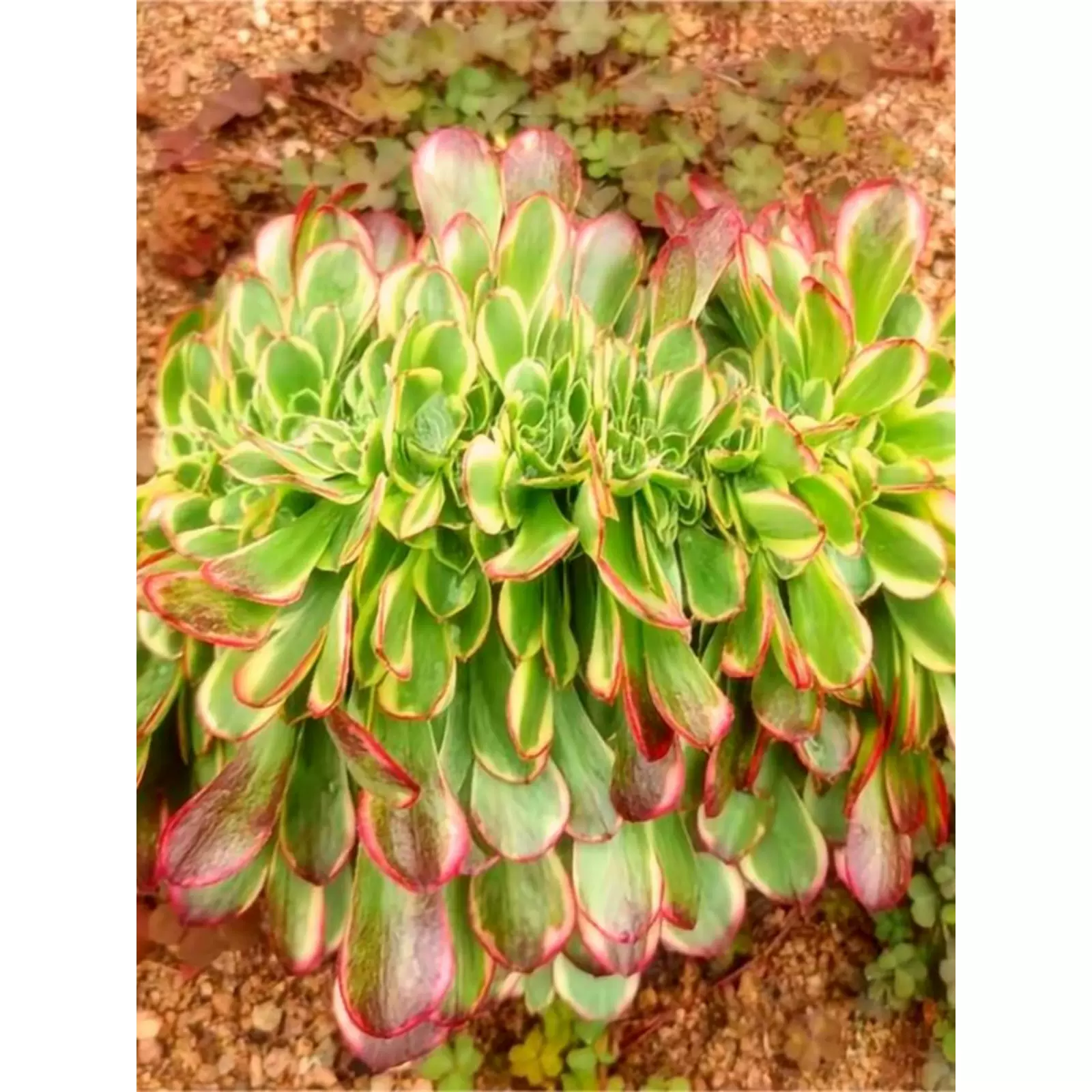 多肉植物アエオニウム錦❤️ パンドラ ❤️ 状態画像 多肉植物アエオニウム錦❤️ パンドラ ❤️ 状態画像 【公式通販】