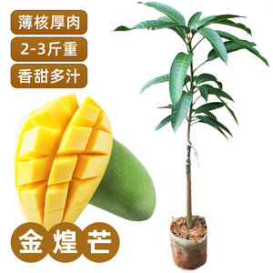 Guangxi Jinhuang mango sapling grafting authentic variety super large mango belt leaves free shipping