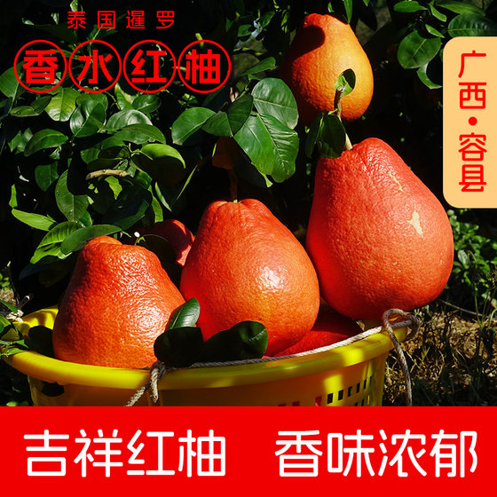 Red grapefruit perfume pomelo Thai Siam Pomelo red leather grapefruit grafting real seedlings with leaves with mud
