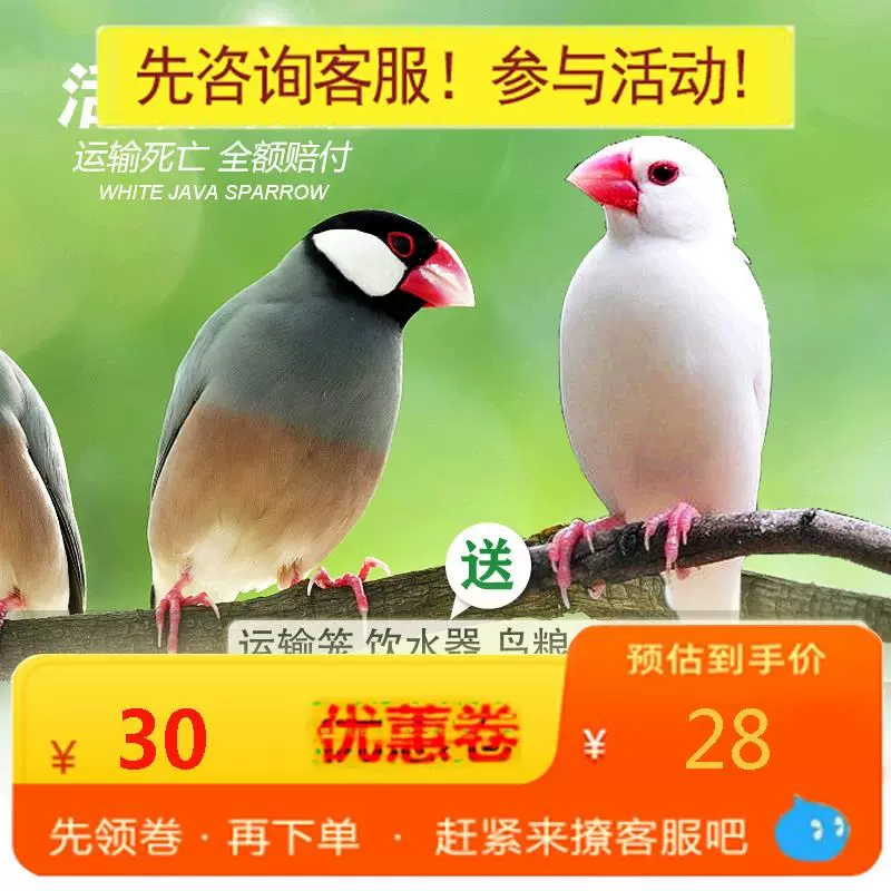 文鳥活體白色灰色文鳥中小型寵物觀賞鳥鳥活物下蛋繁殖鳥